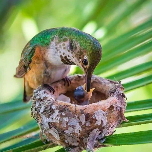 Volar sin alas
