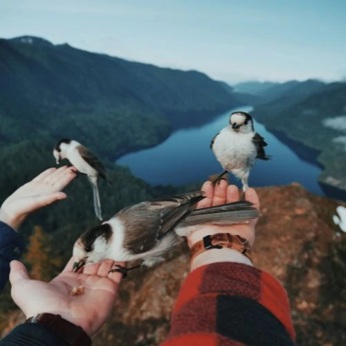 Volar sin alas