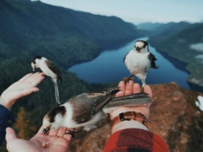 Volar sin alas